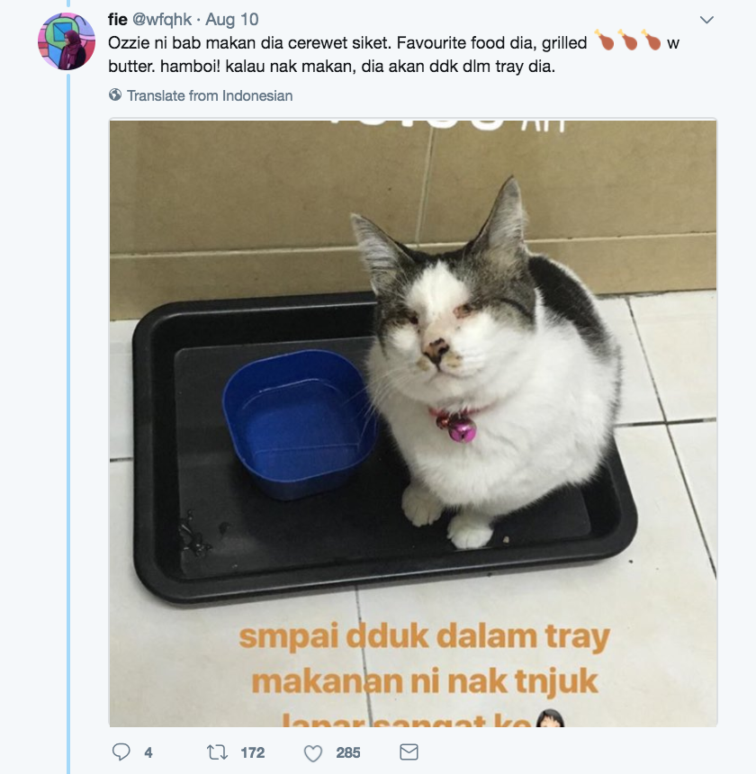 Foto Video Siti Nur Ozzie Kucing Gemuk Pandai Jaga Mengujakan