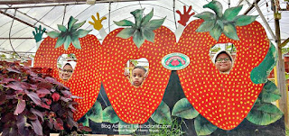 Holiday Cameron Highlands | Taman Agro Tourism Big Red Strawberry Farm & Cactus Valley