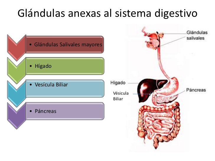 Ciencias 1 ISPAC Sistema digestivo Ciencias 1 ISPAC Sistema digestivo