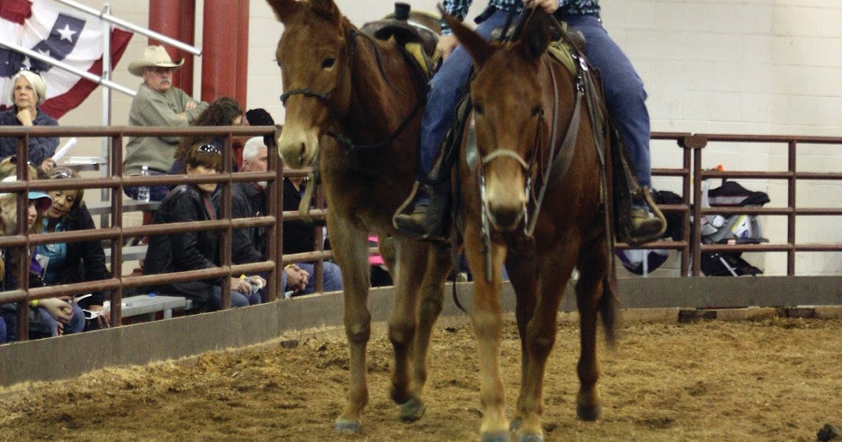 Mules and More Magazine Illinois Horse Fair