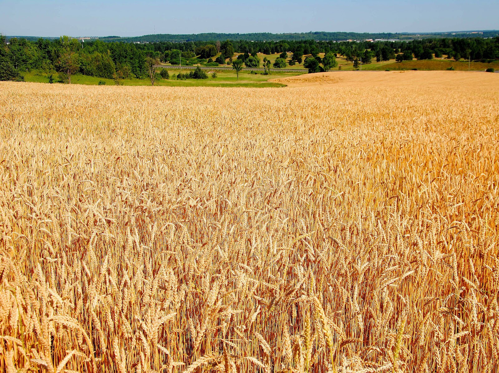Food Plot Winter Wheat Cultivating a Haven for Wildlife and Soil Health