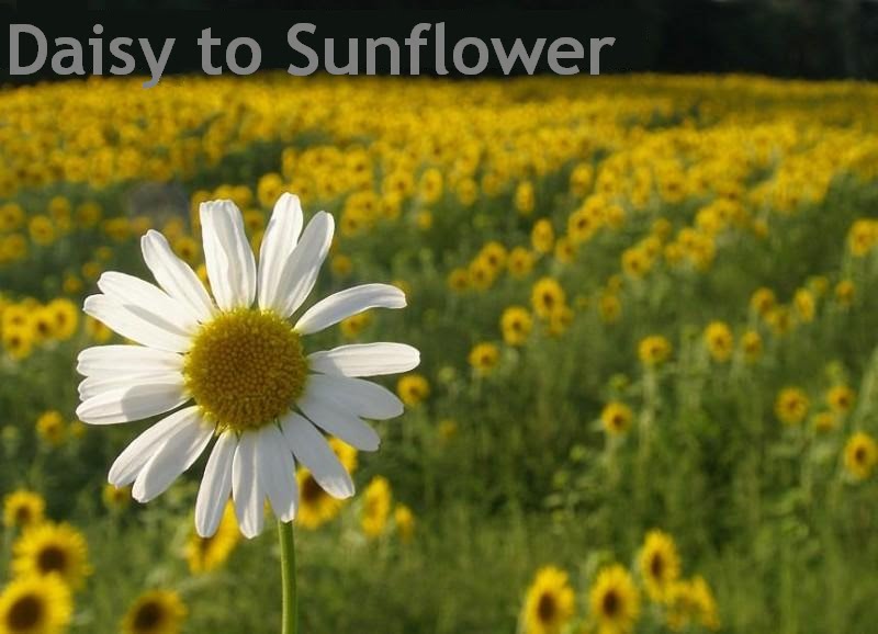 Daisy to Sunflower