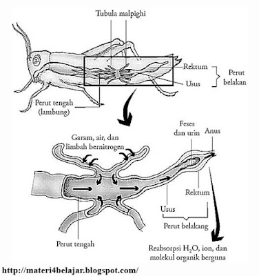 Penterangan Lengkap Sistem Ekskresi pada Hewan Invertebrata Penterangan Lengkap Sistem Ekskresi pada Hewan Invertebrata Penterangan Lengkap Sistem Ekskresi pada Hewan Invertebrata
