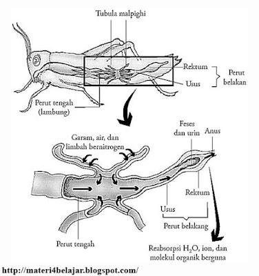 Penjelasan Lengkap Sistem Ekskresi pada Hewan Invertebrata  