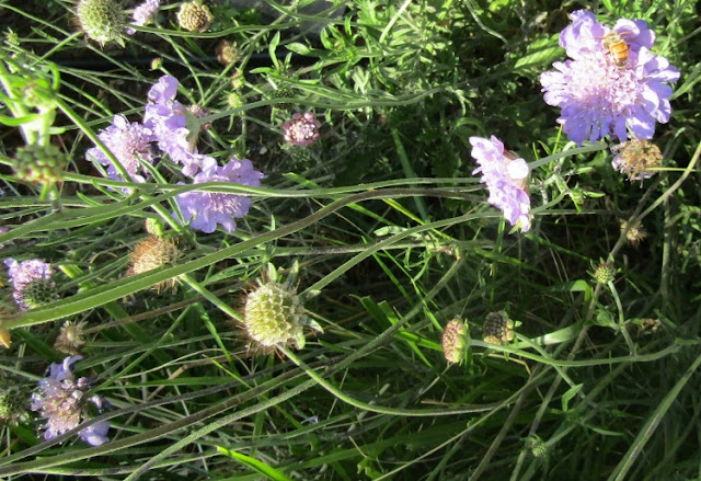 What Blooms in Paso Robles in June? Part 1