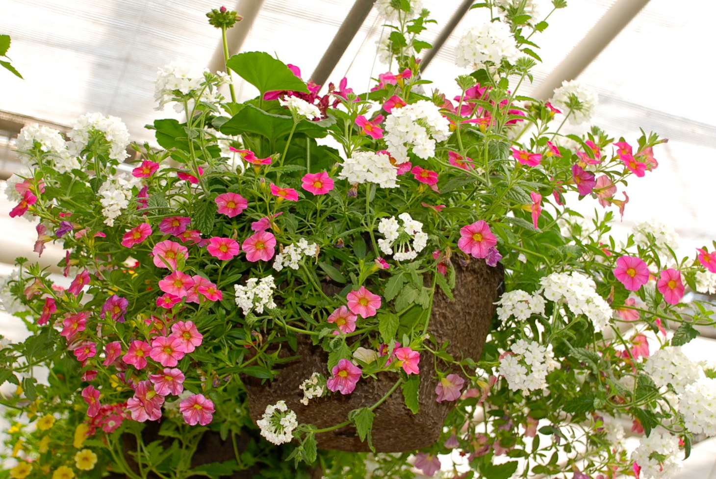 Valley View Farms Hanging Baskets
