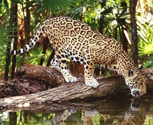 Perbedaan antara Cheetah , Jaguar , dan Leopard ~ #IlmuPengetahuanAlam