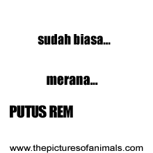 dp bbm unik dp bbm unik