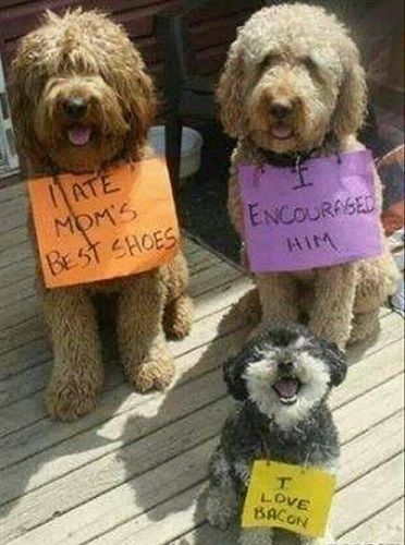 funny dog and puppy picture