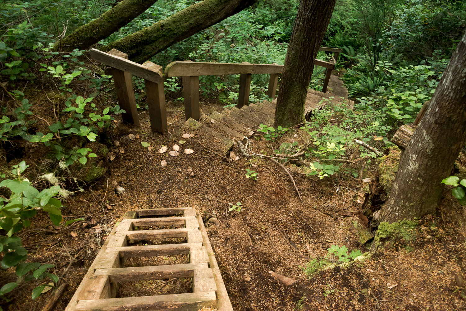 a set of stairs leading down toward Irony Creek on the North Coast Trail
