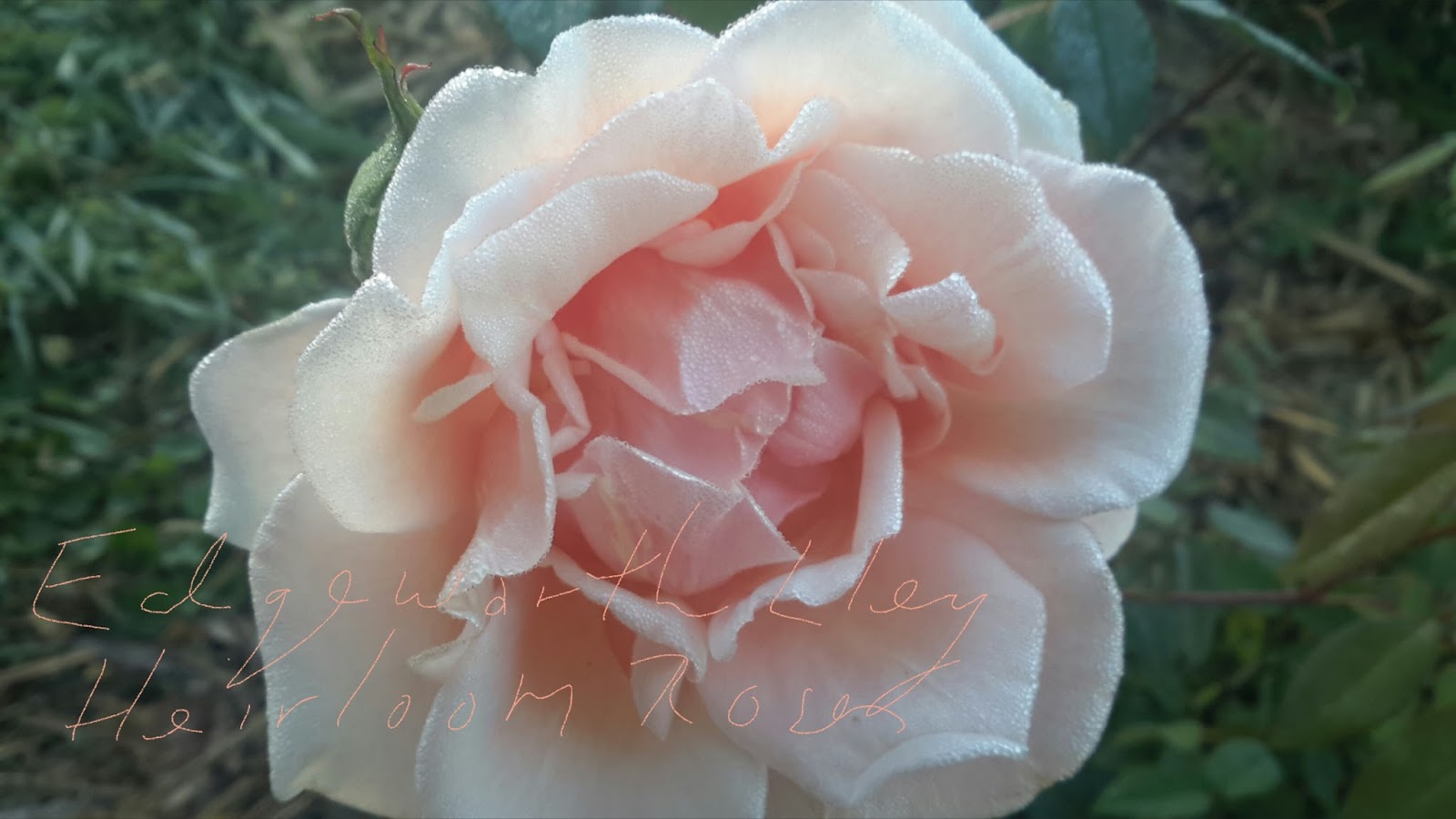 .. AT MY ROSE GARDEN - 'Edgeworth Lley', Heirloom Roses: Give Me Old ...