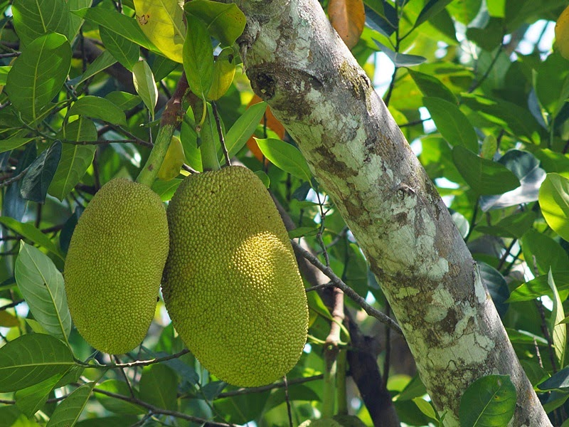 jackfruit prisma
