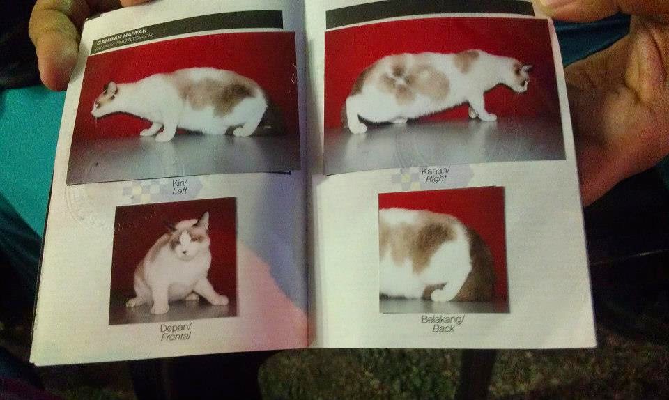 In mission to build a new world! Veterinary Surgeon to be Kad