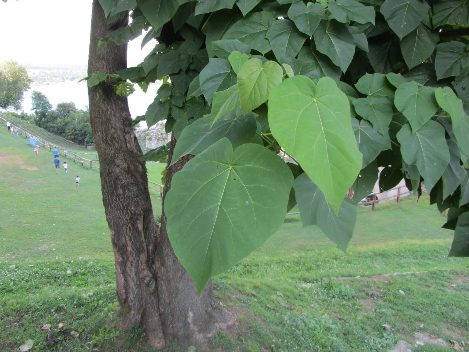 paulonia paulownia tomentosa l albero ornamentale dai fiori viola il gusto della natura fiori viola fiori natura