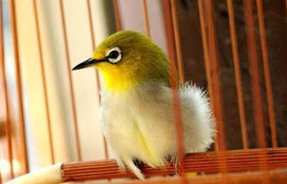 pleci mencabuti bulunya sendiri pleci mencabuti bulunya sendiri, pleci mencabuti bulu, bulu pleci