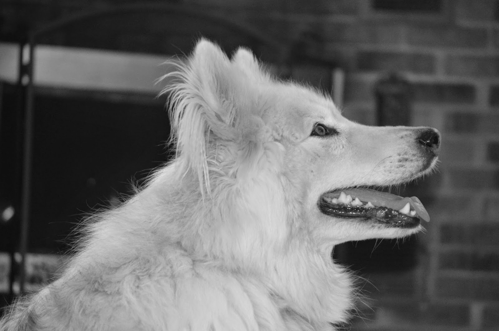 My Rotten Dogs Black White Sunday my-rotten-dogs-black-white-sunday