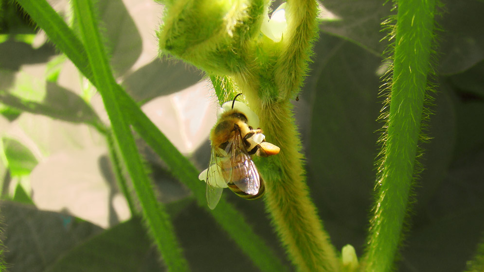 polinización de las abejas, arándanos y diabetes polinización de las abejas, arándanos y diabetes