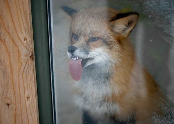 fox_licking_window.jpg