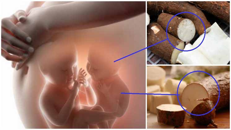 Ingin Punya Anak Kembar ?? Banyak Banyak Aja Makan Singkong. Seperti Ini Penjelasannya !! Ingin Punya Anak Kembar ?? Banyak Banyak Aja Makan Singkong. Seperti Ini Penjelasannya !!