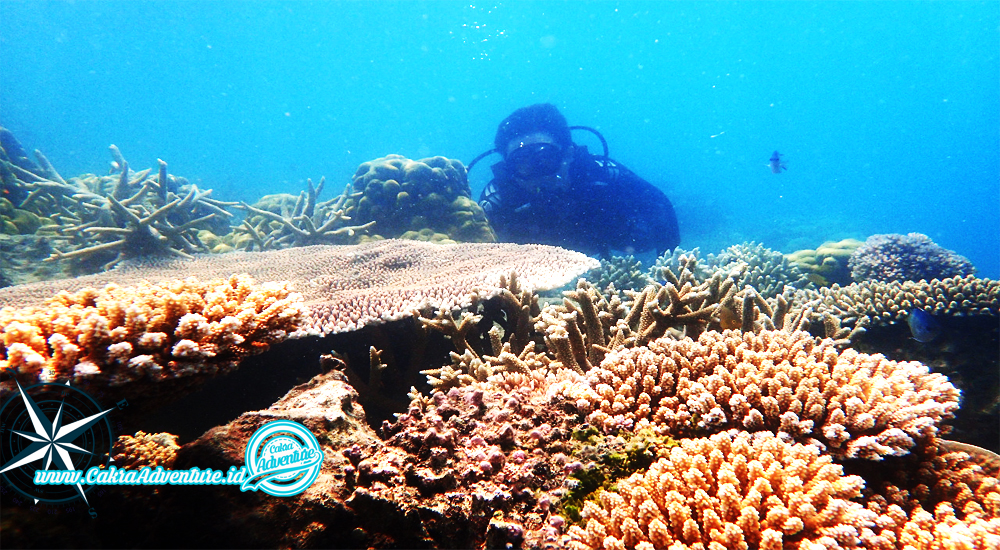 paket wisata murah ke pulau seribu jakarta dengan snorkeling dan diving open trip dan private trip pulau seribu