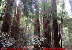 Muir Woods redwood Sequoia sempervirens