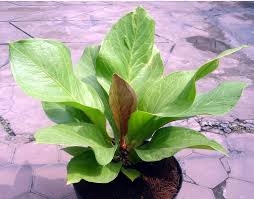 http://tukangtamankaryaalam.blogspot.com/2016/04/jenis-jenis-tanaman-hias-daun.html <img scr='nama_file_gambar.jpg' alt='tanaman hias daun anthurium' />