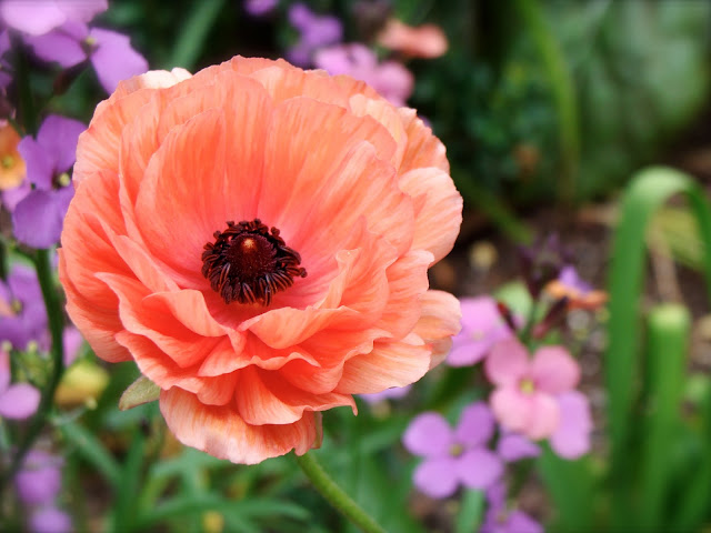 Coral Poppy Photograph ~ photo by ChatterBlossom