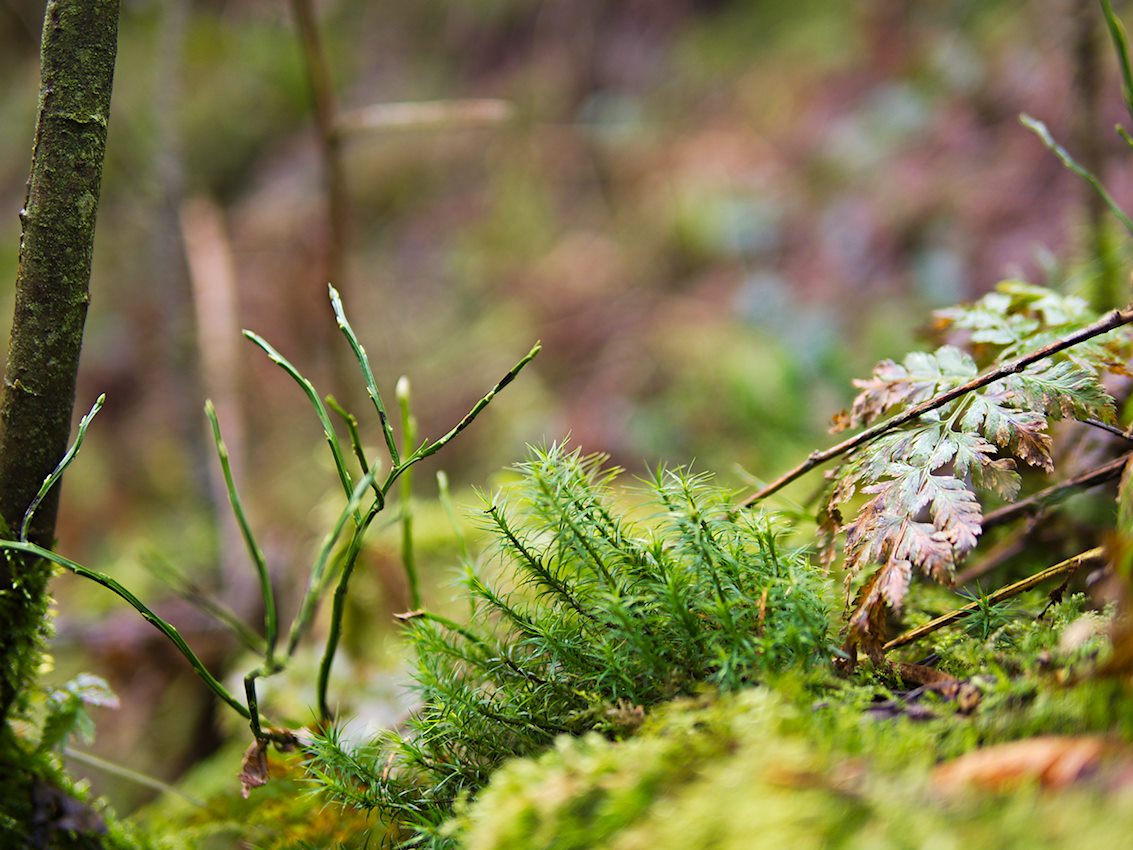 Silberbachtal Farngewächs