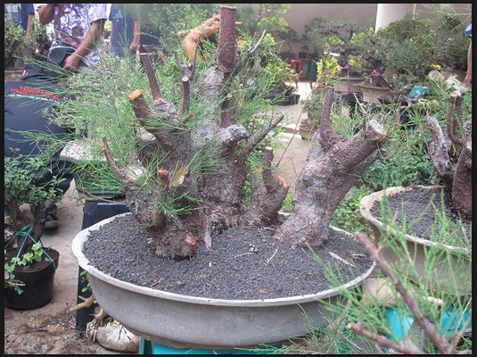 Bonsai Cemara Udang dan Cara Membentuknya Dengan Indah