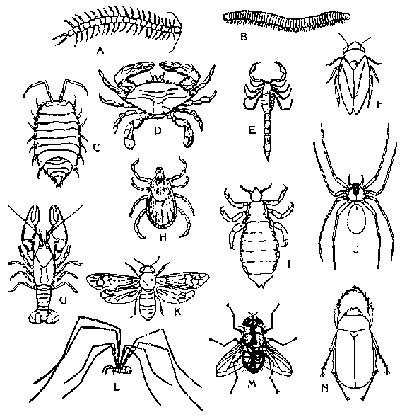 IGCSE Biology Notes General Characteristics And Classification Of  IGCSE Biology Notes General Characteristics And Classification Of