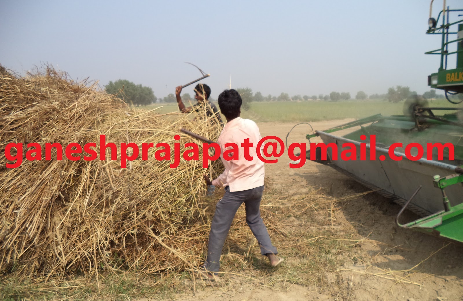 GUAR GUM INFORMATION AND GUAR GUM CULTIVATION IN INDIA Guar seed and