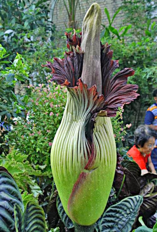Bunga Bangkai Terbesar di Dunia (Amorphophallus titanium) Bunga Bangkai Terbesar di Dunia (Amorphophallus titanium)