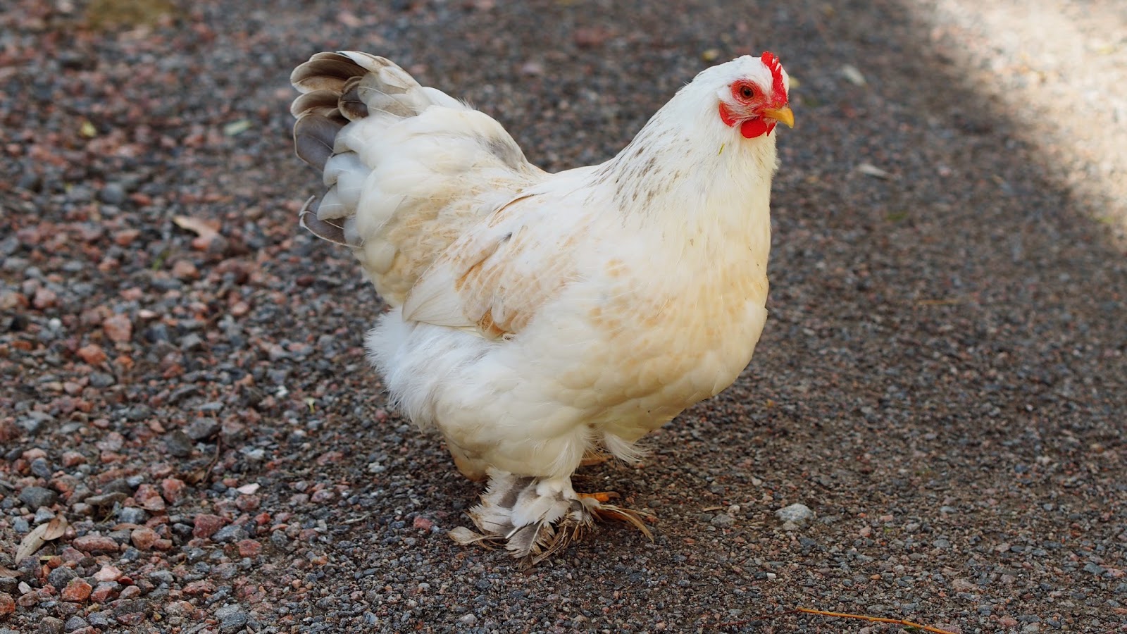 iso penis pienellä pillua