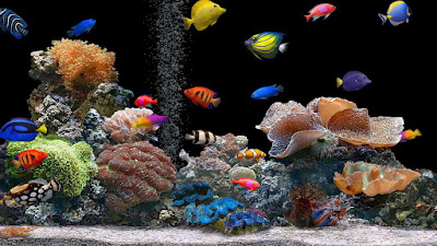 aquarium wallpaper 1366x768 13140209