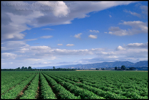 California's Central Valley