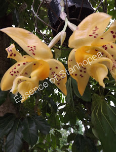 Stanhopea