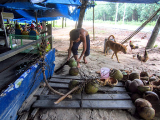 Vietnamese boy chops coconuts at a coconut farm. 