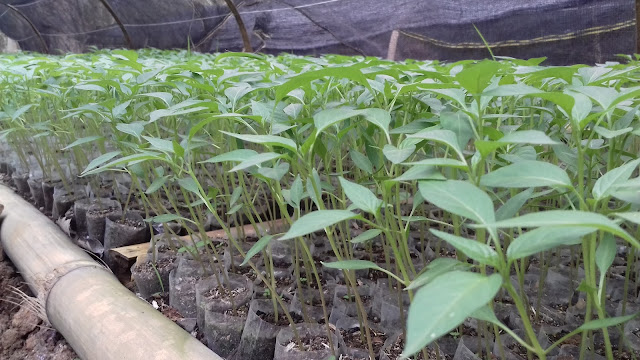 Cabe Merah Lado F1 Dalam Tahap Pembibitan
