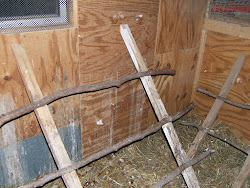 roosting chicken box chickens hens roosts hen height should chicks solutions keep bl