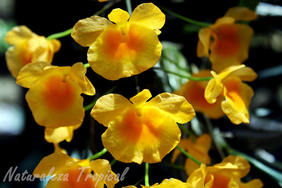 Flores de una orquídea del género Dendrobium