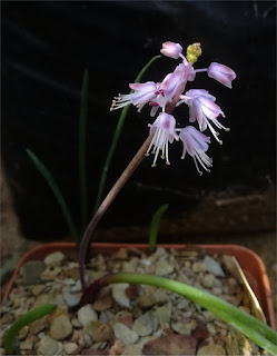 Lachenalia juncifolia var juncifolia - Witsand