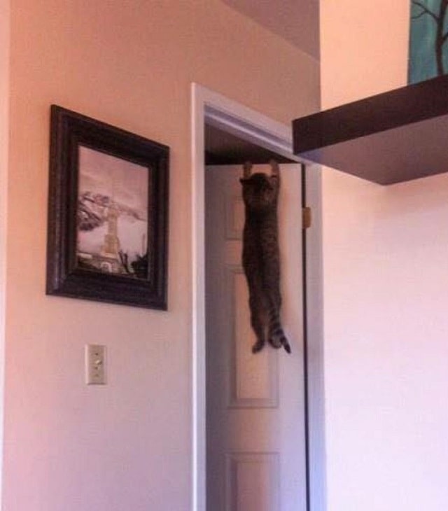 image-cat-min