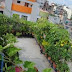 Roof Top Farming
