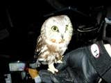 Northern Saw-Whet Owl Recovering from collision with Patrol Car 