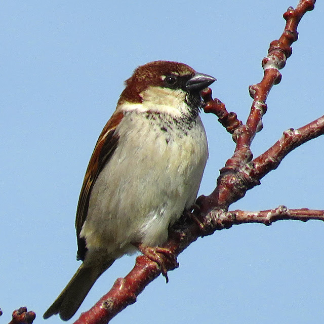 Sparrow on a tree, Porto Mediceo, Livorno