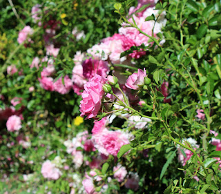 A bed of roses A bed of roses
