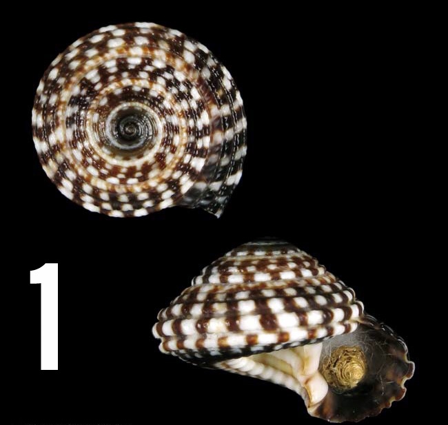 Distintas Plagas Heliacus