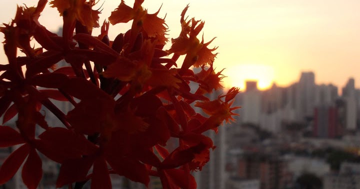 Orquídeas no Apê Como cuidar de orquídeas em apartamento Orquídeas no Apê Como cuidar de orquídeas em apartamento