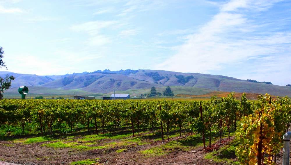 La Vita é Vino AVA LOS CARNEROS CALIFÓRNIA