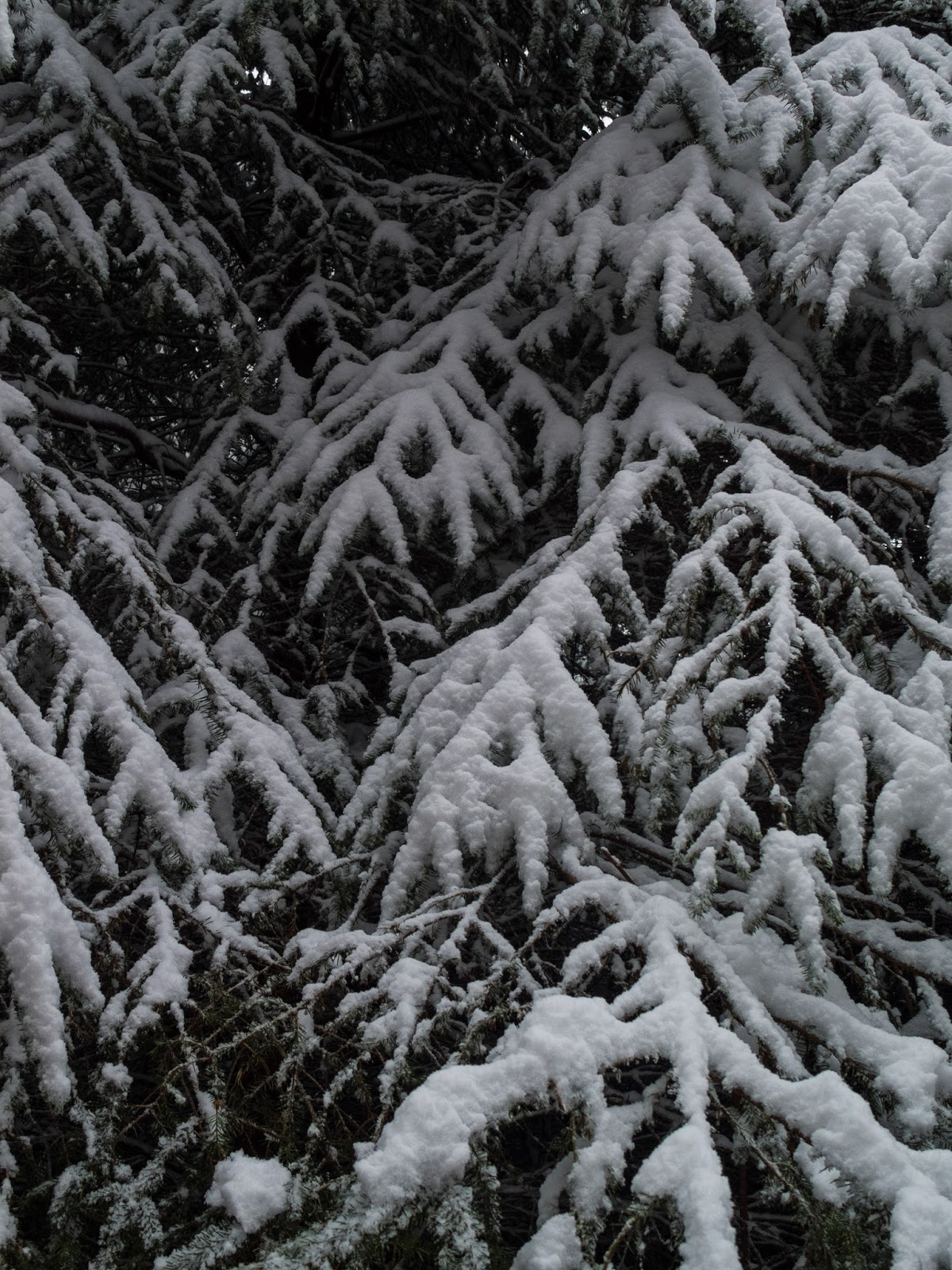 Pine branches in a forest in North Cork covered with snow during Storm Emma.